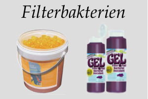 Filterbakterien