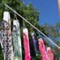 Preview: Wind Koi rot 1,5 m