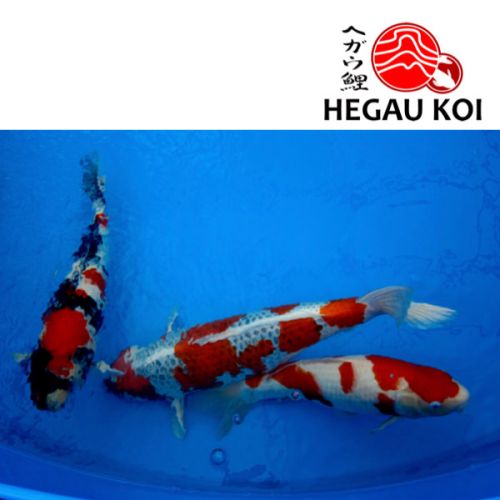 OGATA TOSAI + Nisai Koi Auswahl