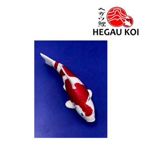 Koi Magnet Kohaku