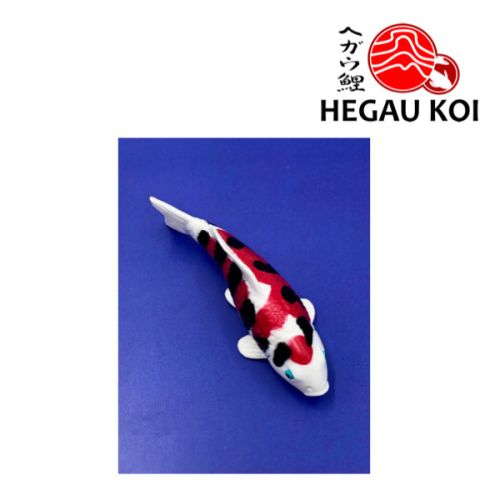 Koi Magnet Sanke