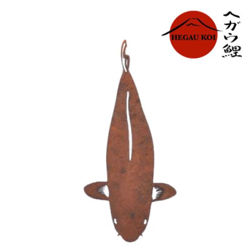 Chagoi - Edelrost Koi - 30 cm