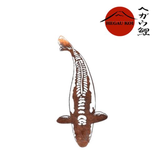 Shusui - Edelrost Koi - 50 cm